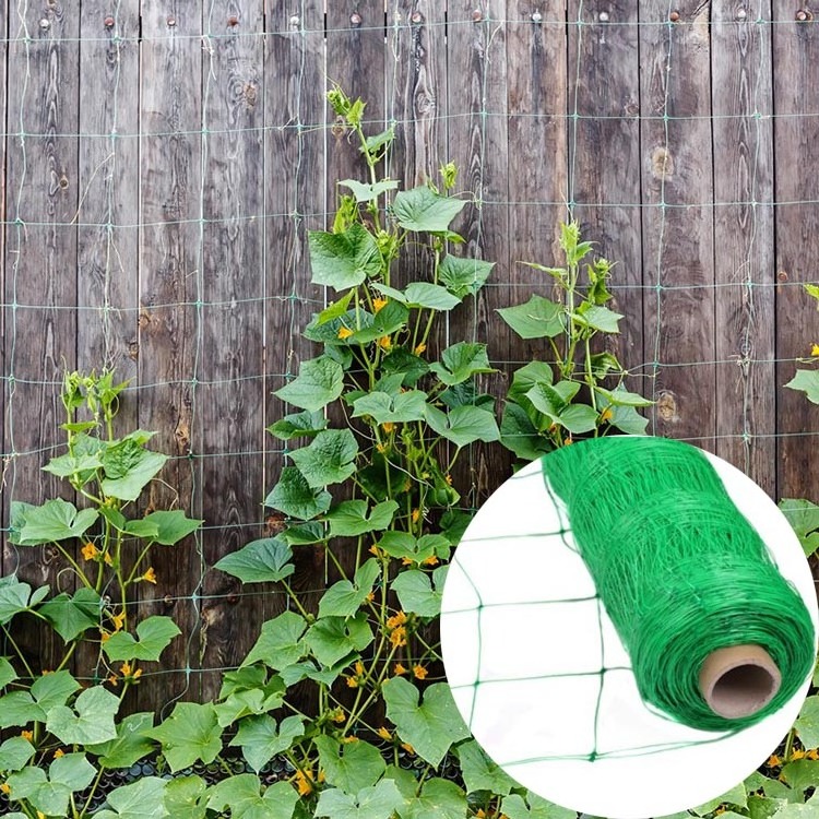 cucumber net