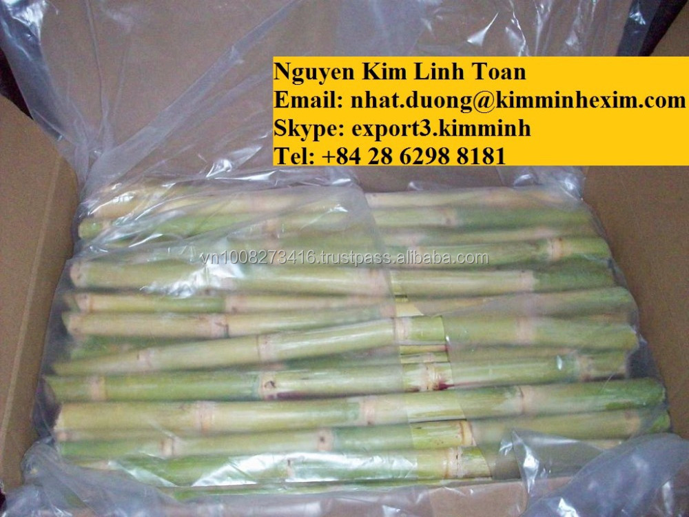 FROZEN SUGAR CANE WITH THE HIGH QUALITY FROM VIETNAM