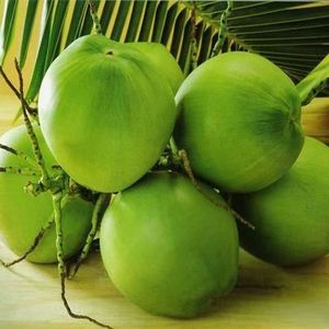 Young Coconut SHELL Tropical & Sub-tropical Fruit COMMON BEN TRE Fresh Coconut Premium Quality Semi-husked