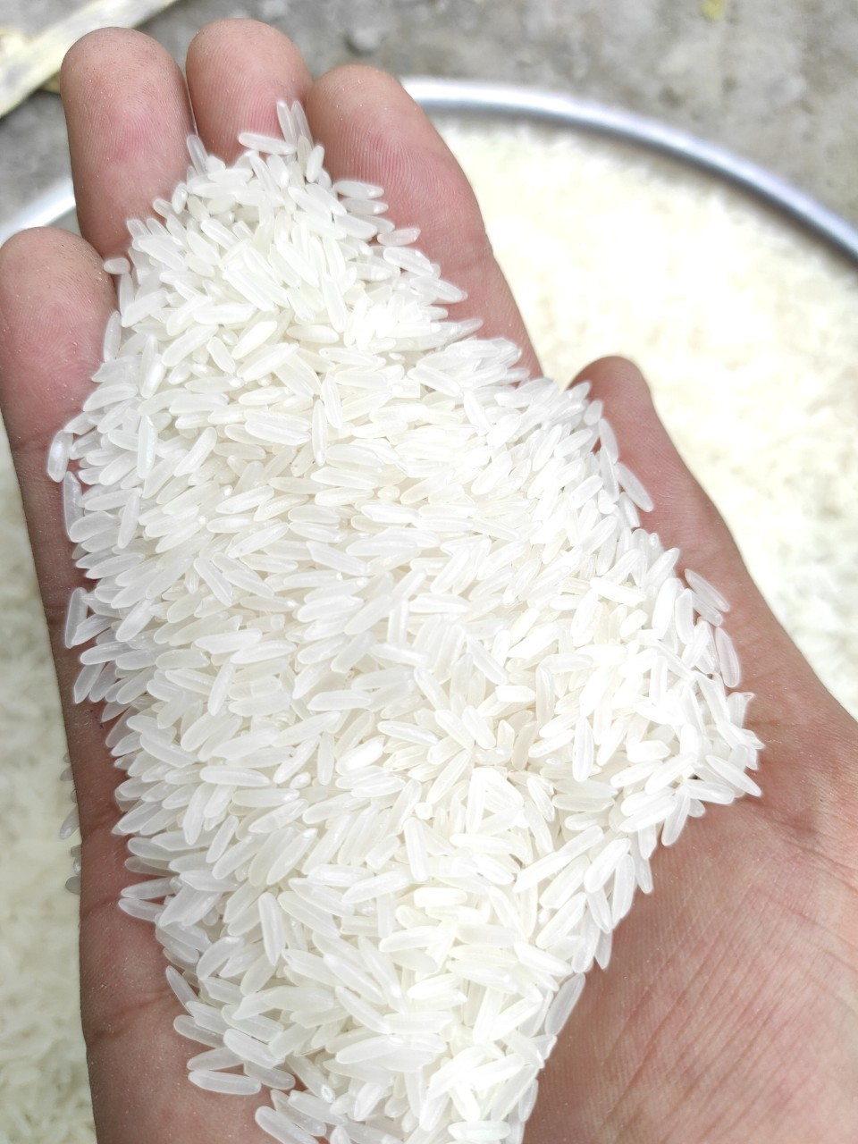 Jasmine Rice - Vietnamese Best Quality Fragrant Rice - Strong Perfume Rice (Whatsapp: +84-915355383)