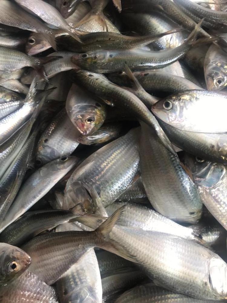 Frozen Dotted gizzad shad wr (Hilha) Tel(Viber, whatsapp, Wechat): 0084 989 322 607