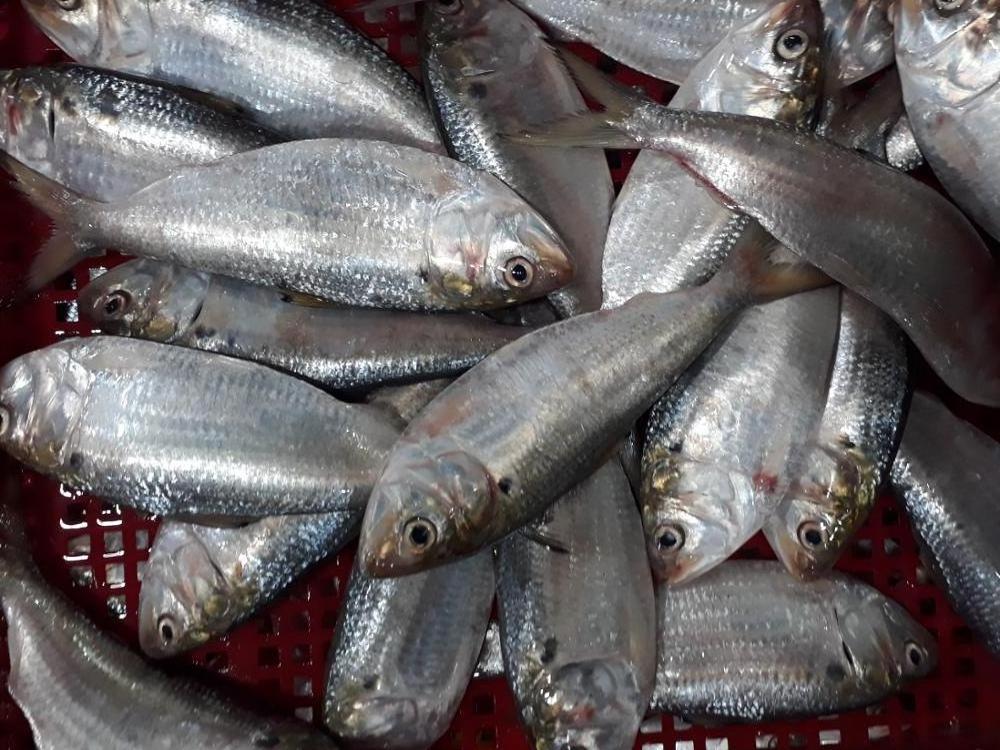 Frozen Dotted gizzad shad wr (Hilha) Tel(Viber, whatsapp, Wechat): 0084 989 322 607