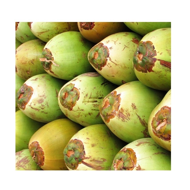 FRESH COCONUT FROM VIETNAM Wholesale Frozen Coconut Young Coconut Milk Top Grade Best Price To EU USA