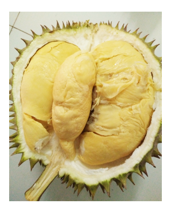 High quality durian from Vietnam - Wholesale for durian powder, frozen durian, durian fresh and dried durian export to EU, USA