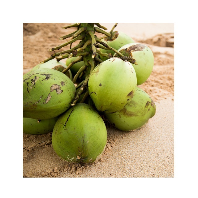 FRESH COCONUT FROM VIETNAM Wholesale Frozen Coconut Young Coconut Milk Top Grade Best Price To EU USA