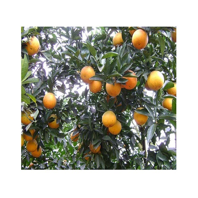 BEST PRICE - Fresh valencia orange / orange fruit from Vietnam - Wholesale for fresh orange / navel orange