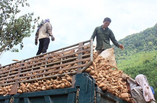 Best price of tapioca chips/dried cassava chips from Vietnam Wholesale top quality healthy natural cassava export