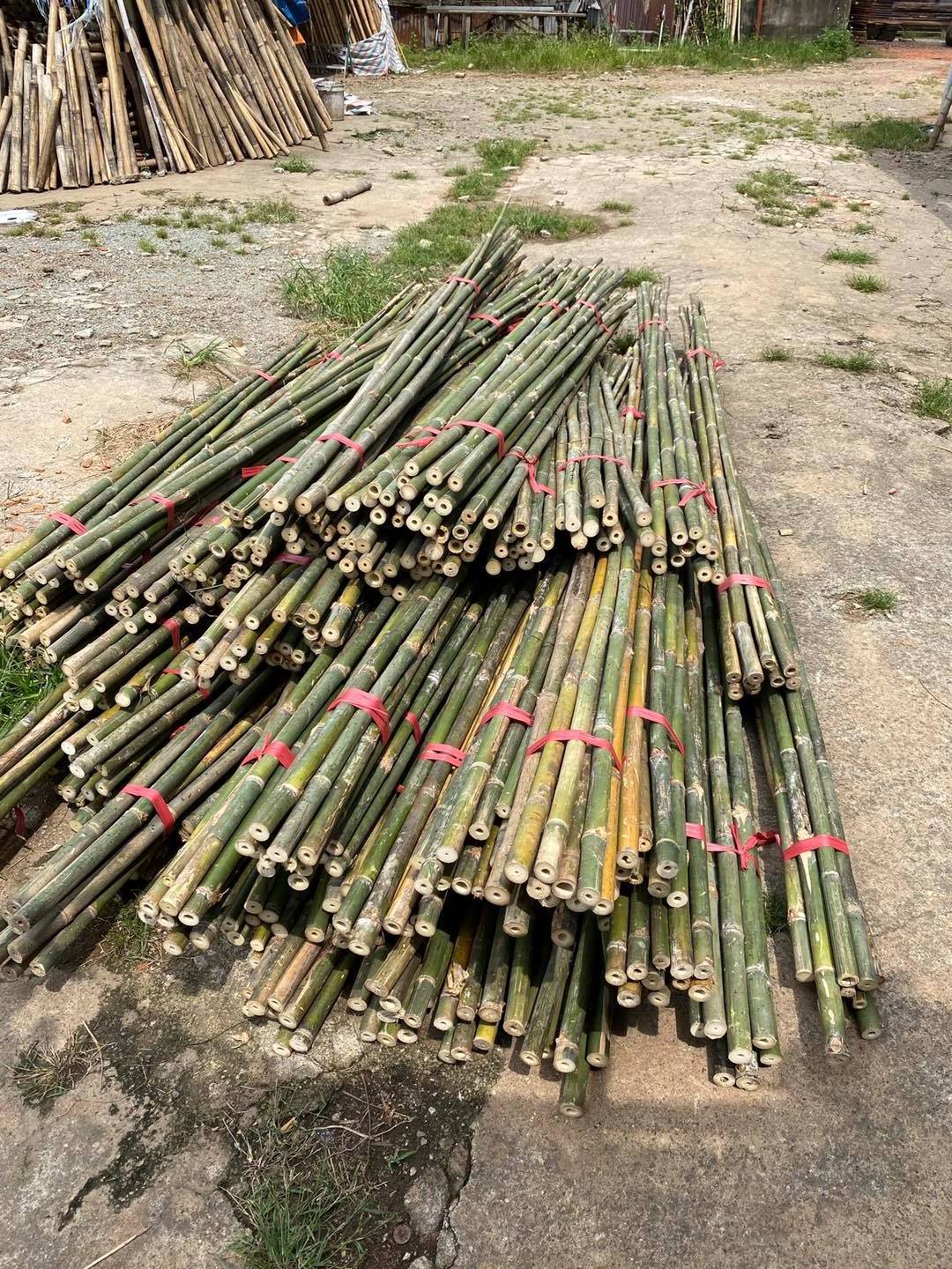 Vietnamese bamboo poles wholesale price! Raw Bamboo Poles for Gardening and Decoration! Bamboo Pole 100% Natural