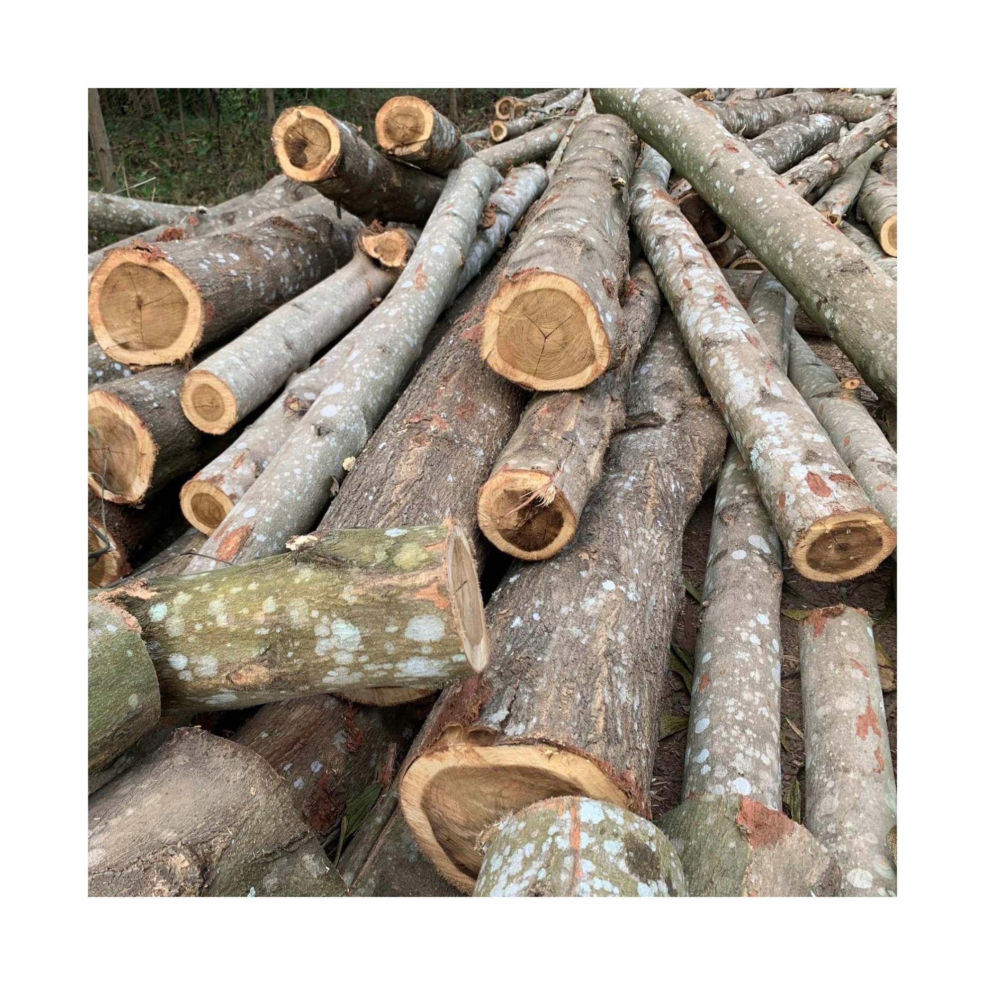 2023 100% natural Solid Acacia wood logs for making pallet and furniture High Quality Low Tax for sale Cheap Price