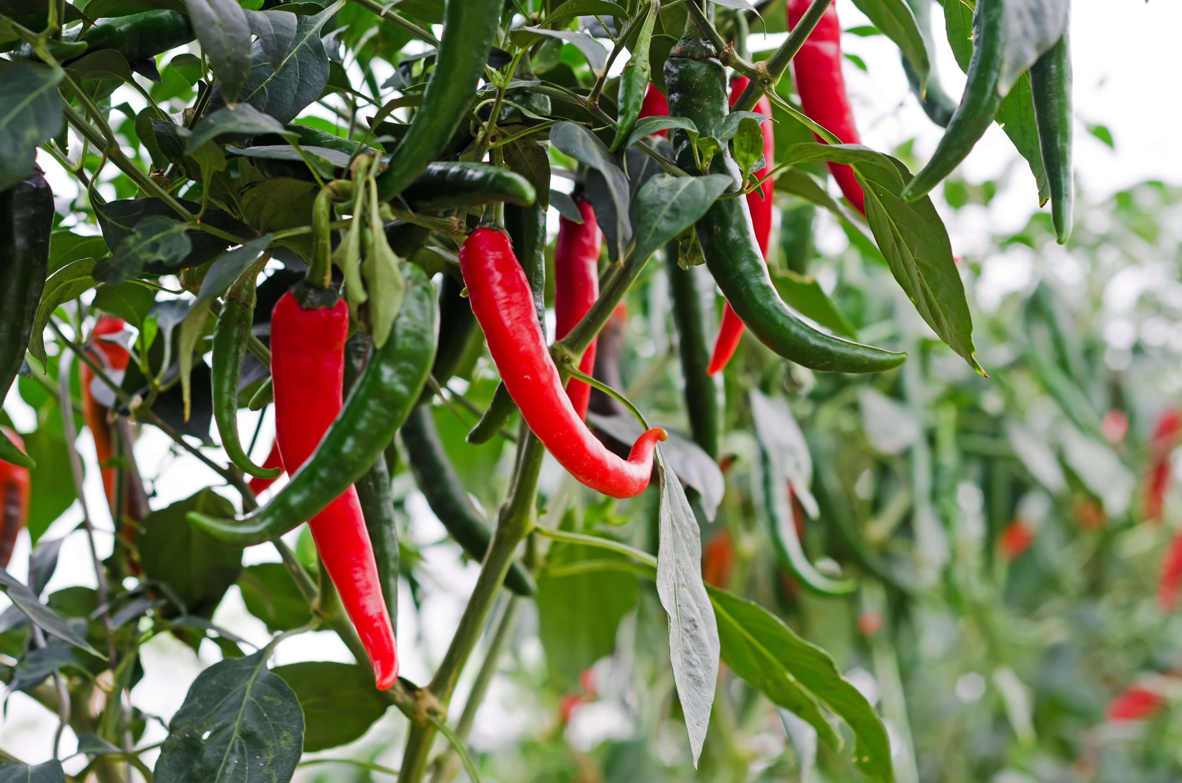 Hot Fresh/ Frozen Chili Vietnam - Red Spicy Fresh Chili - High quality chili at wholesale price and free tax