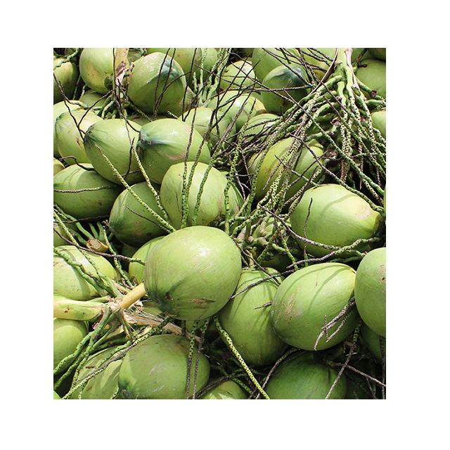 VIetnam coconut export worldwide -  Free Tax - Fresh young coconut with Full Husked - Green coconut at cheap price