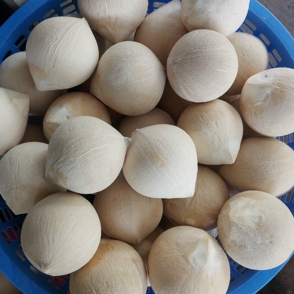 HOT SALE 2023 FRESH COCONUT_FROZEN SIAMESE COCONUT FROM VIETNAM