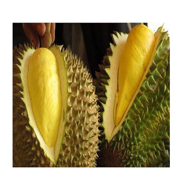 High quality frozen durian/durian puree export to EU, USA Hot Selling Vietnam fresh king durian fruit for sale