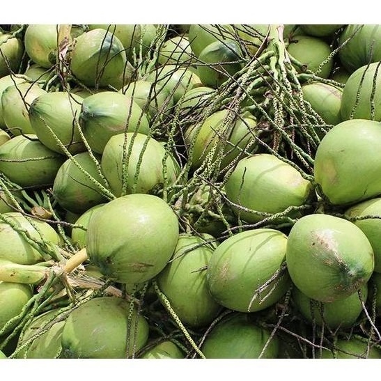 HOT SALE 2023 FRESH COCONUT_FROZEN SIAMESE COCONUT FROM VIETNAM