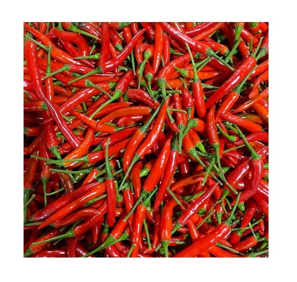 Hot Fresh/ Frozen Chili Vietnam - Red Spicy Fresh Chili - High quality chili at wholesale price and free tax