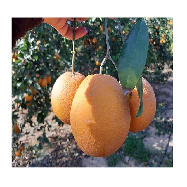 BEST PRICE - Fresh valencia orange / orange fruit from Vietnam - Wholesale for fresh orange / navel orange