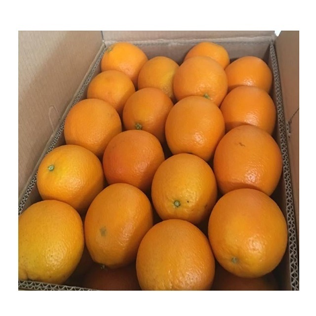 BEST PRICE - Fresh valencia orange / orange fruit from Vietnam - Wholesale for fresh orange / navel orange