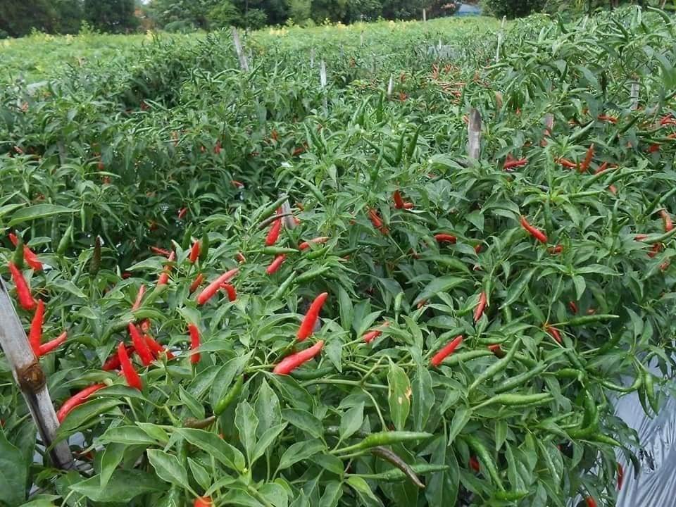 Hot Fresh/ Frozen Chili Vietnam - Red Spicy Fresh Chili - High quality chili at wholesale price and free tax