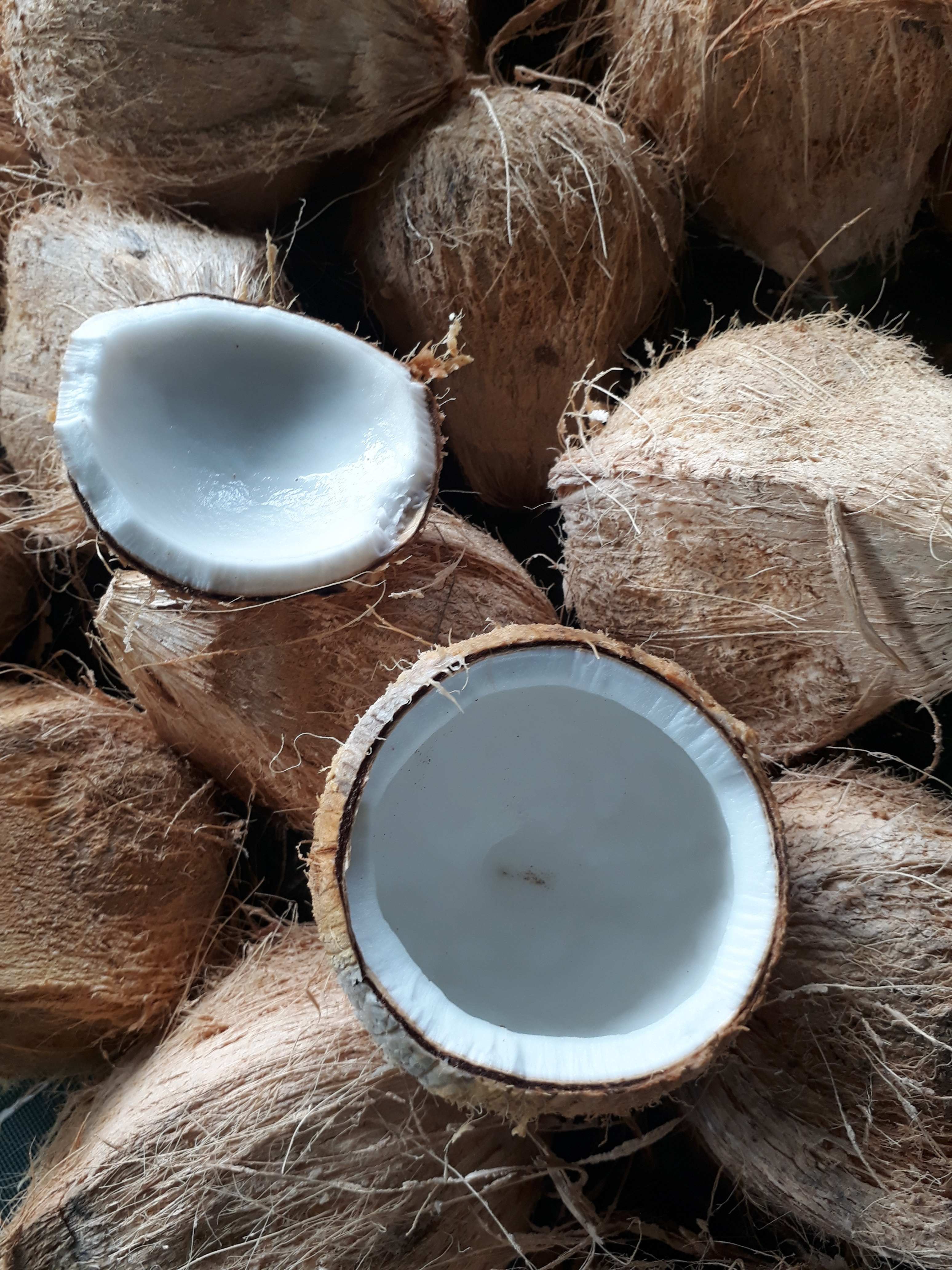 Brown Coconuts From Vietnam - Thick Coconut Meat || Ms. Esther (WhatsApp: +84 963590549)