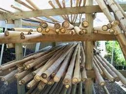 BAMBOO POLES FROM VIETNAM