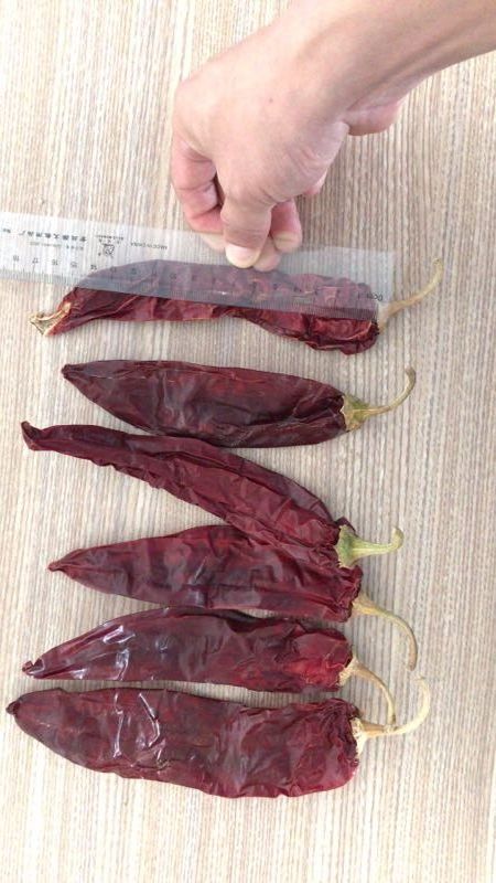 Vietnam red chilli price / Paprika / Dried and fresh type