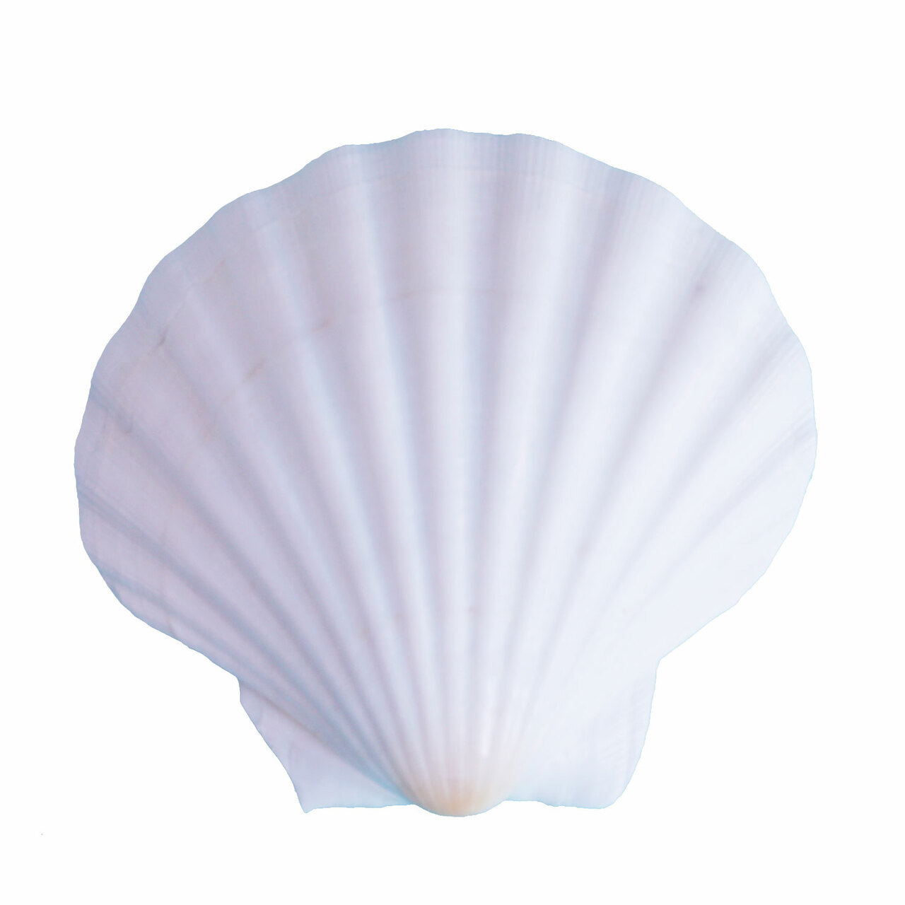 Sea shell decoration 2021/ Scallop shell/+84-845-639-639 (Whatsapp)