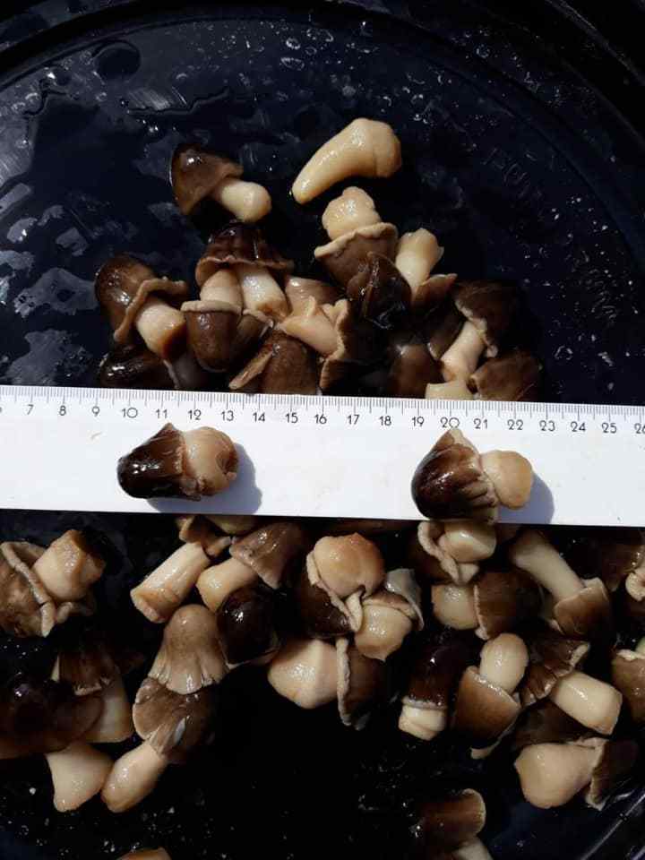 SALTED STRAW MUSHROOMS Best Exporter Dried Salted Mushrooms Canned Straw Mushrooms- Ms. Akina- 0084 902803631