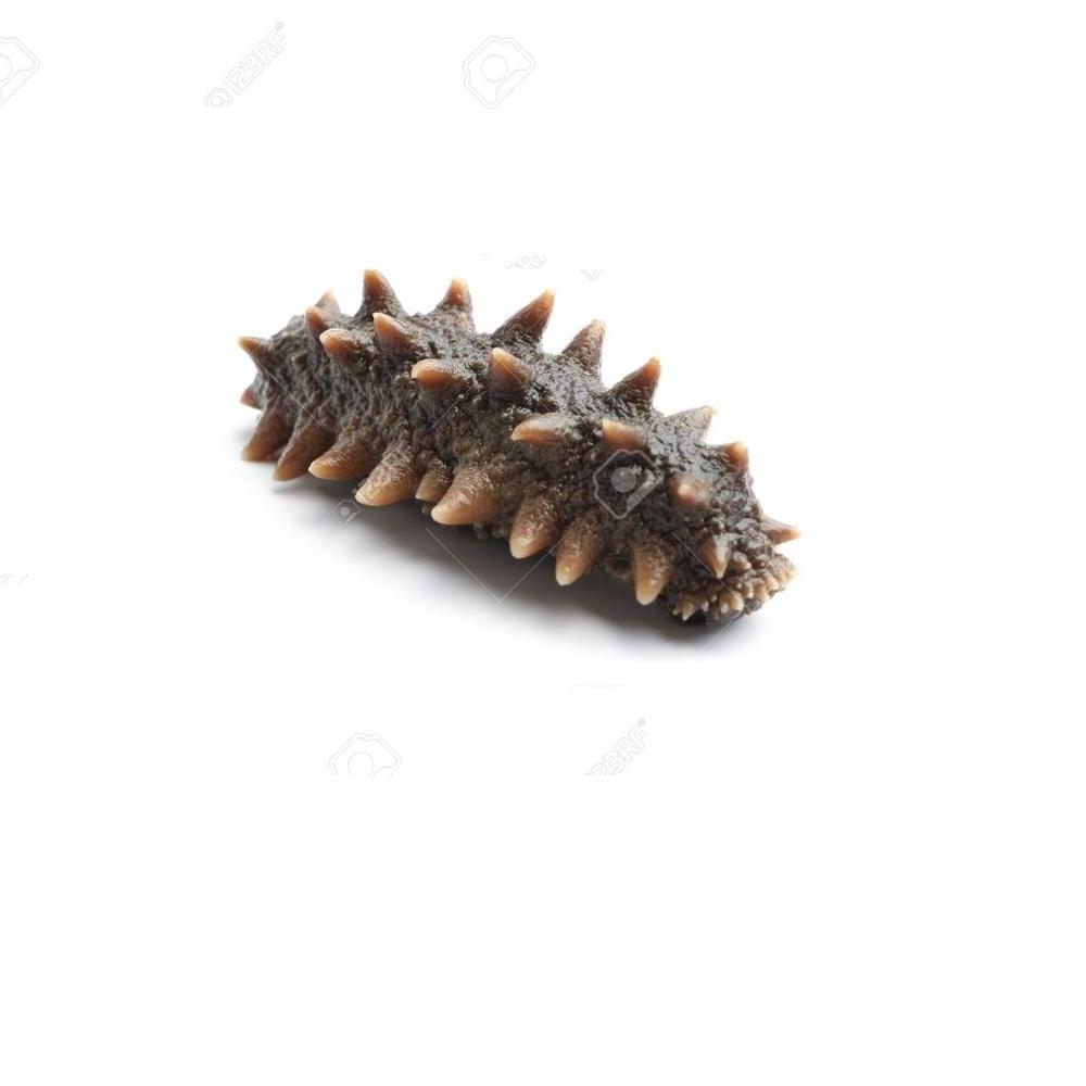 SUPPLY DRIED SEA CUCUMBER- HIGH QUALITY