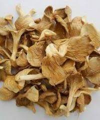 Supply Dry Abalone Mushrooms Bulk Competitive price Ms Sophie