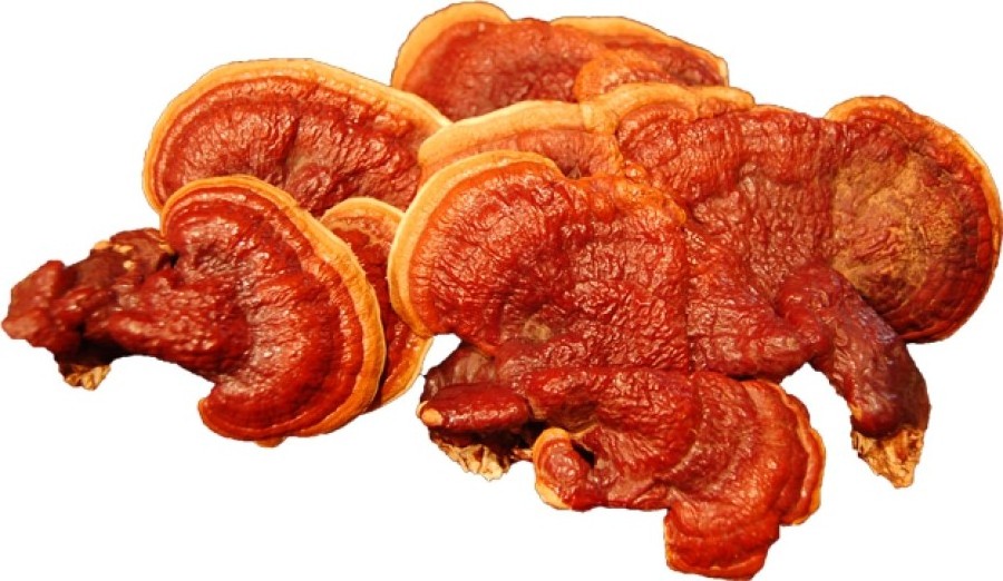 REISHI MUSHROOM - WHOLE MUSHROOM - BEST QUALITY VIETNAM - Ms. Esther (WhatsApp: +84 963590549)