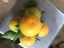 Fresh Orange /Fresh Yellow Orange/ Natural Green Orange