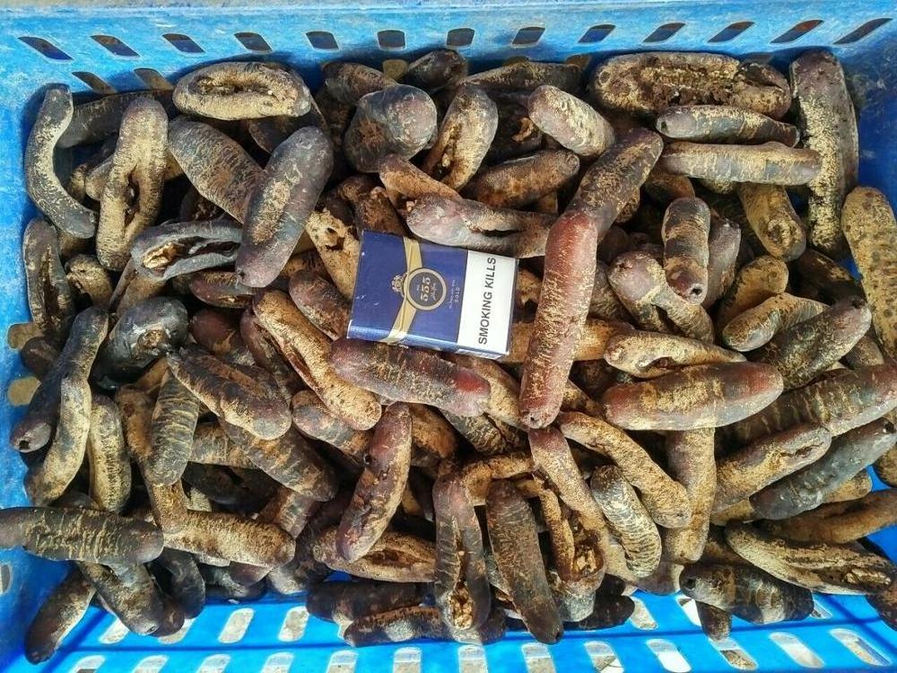 SUPPLY DRIED SEA CUCUMBER- HIGH QUALITY