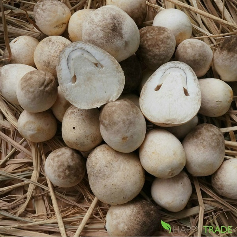 Best price canned mushroom for sales