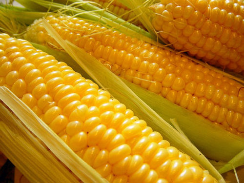 Top quality high protein sweet yellow corn for sale Holiday