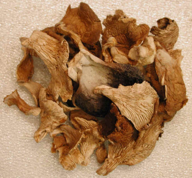 High Quality Raw Dried Oyster Mushrooms 100% Natural Wild-Picked from VIET DELTA Best Price WhatsApp +84 91 850 9071