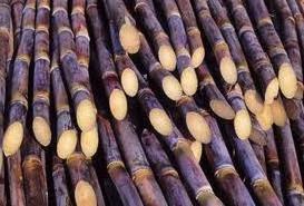 Vietnamese frozen sugar cane with competitive price