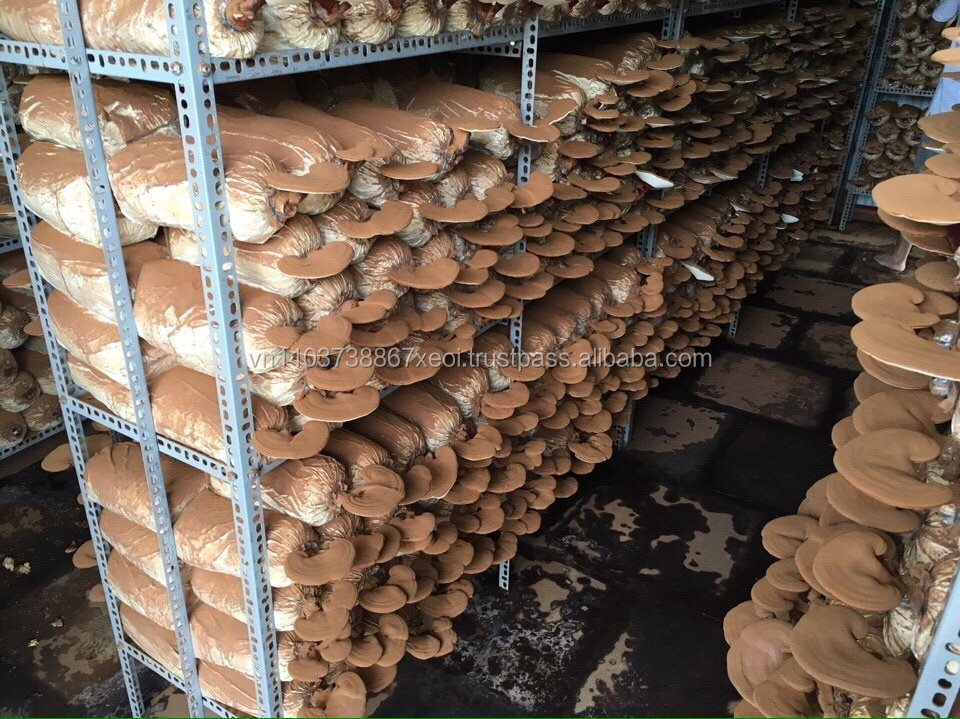 REISHI MUSHROOM - WHOLE MUSHROOM - BEST QUALITY VIETNAM - Ms. Esther (WhatsApp: +84 963590549)