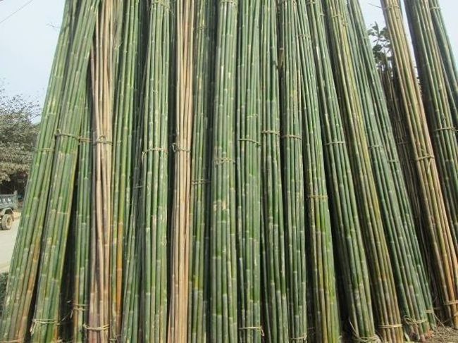 Best price 2021 bamboo poles from vietnam / Whatsapp: +84-845-639-639