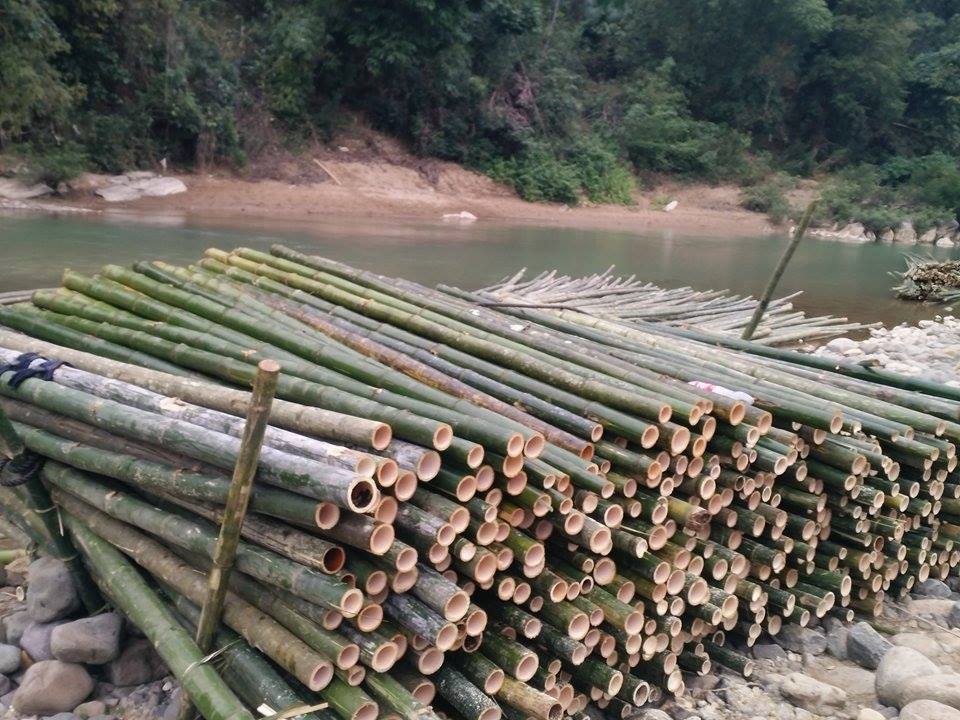 Best price 2021 bamboo poles from vietnam / Whatsapp: +84-845-639-639