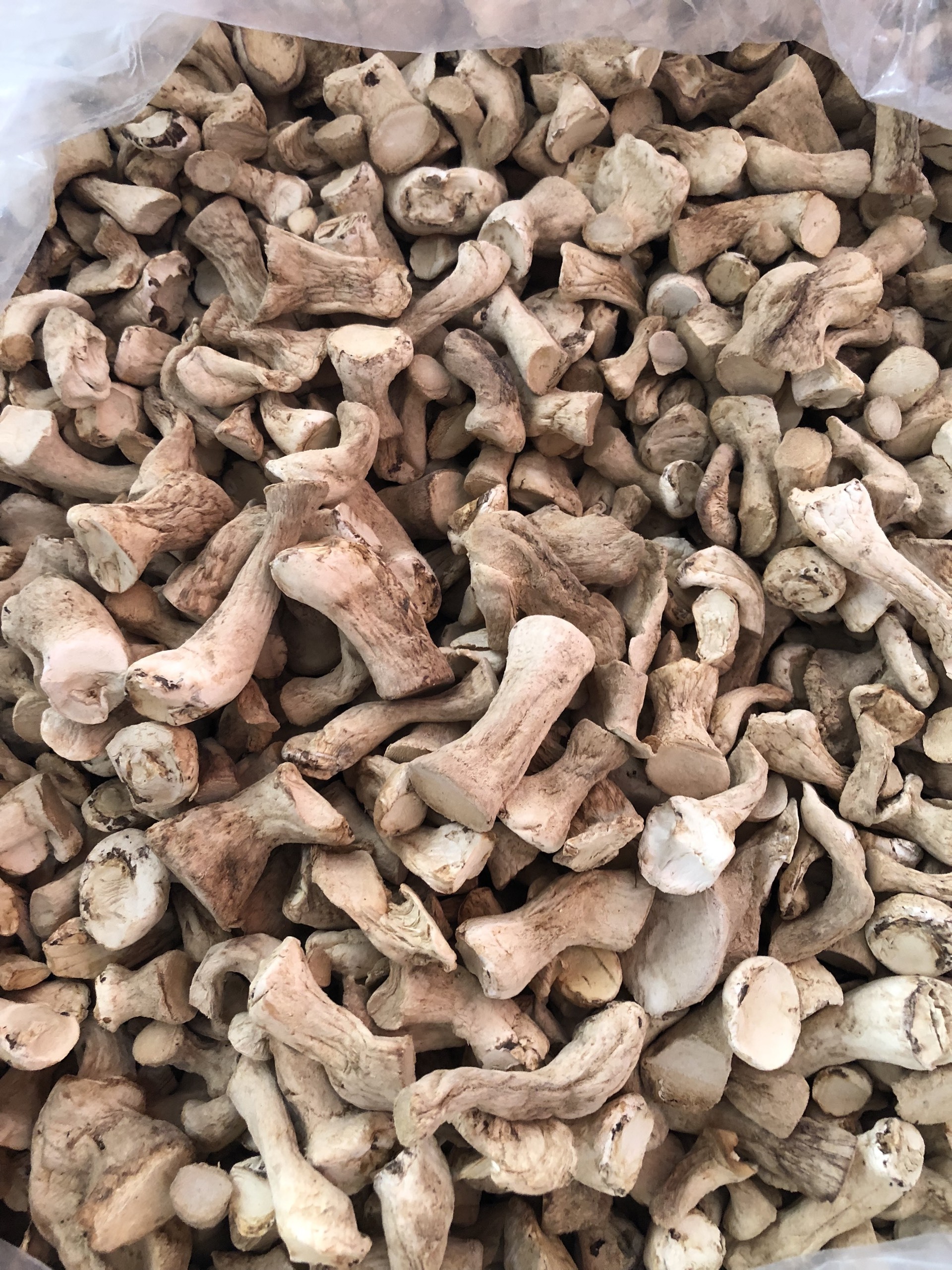 VIETNAMESE ORGANIC SHIITAKE MUSHROOM FUNGUS STEM- 10/10 POINTS FOR HIGH QUALITY