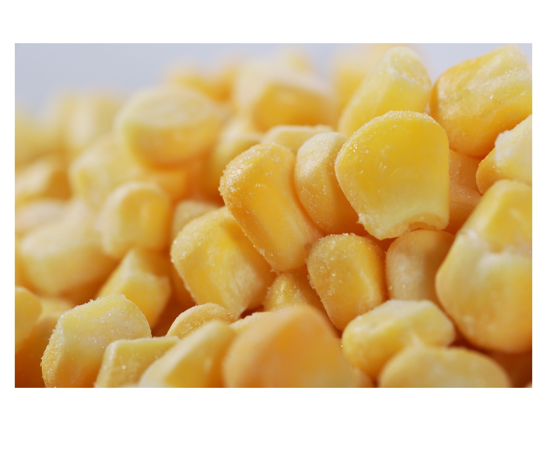 Best Price FROZEN SWEET CORN made in Vietnam with High Quality // Ms. Esther (WhatsApp: +84-963-590-549)