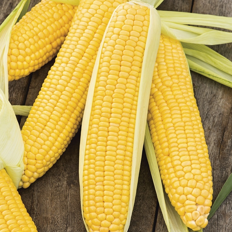 Top quality high protein sweet yellow corn for sale Holiday