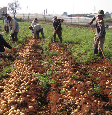 2018 High quality fresh potato suppliers in Vietnam 2020/Whatsapp +84 845 639 639