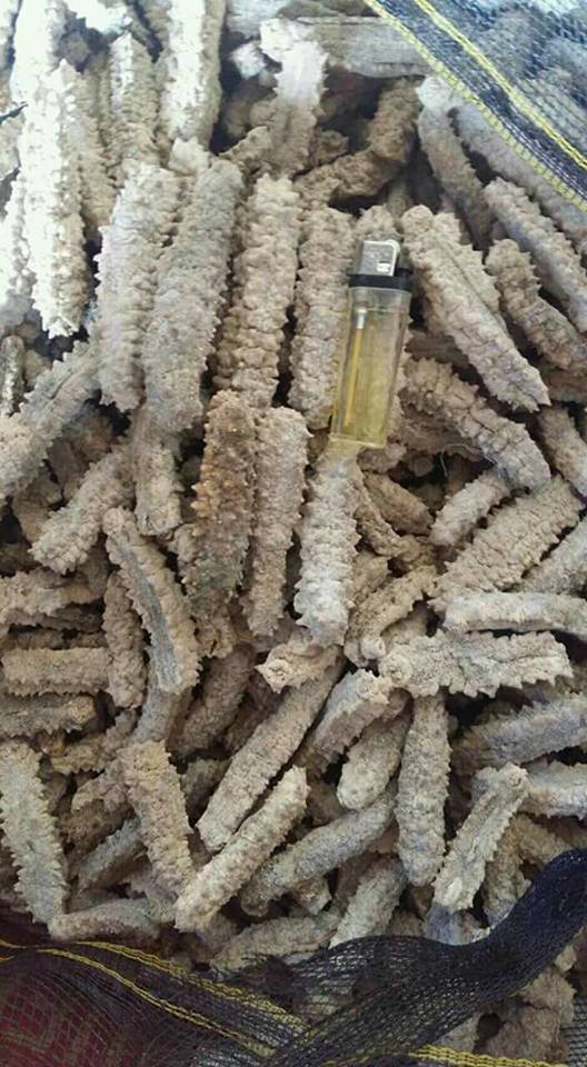 SUPPLY DRIED SEA CUCUMBER- HIGH QUALITY