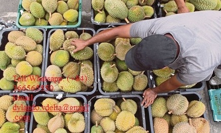 HIGH QUALITY FROZEN DURIAN FROM VIETNAM/ Ms.Jade