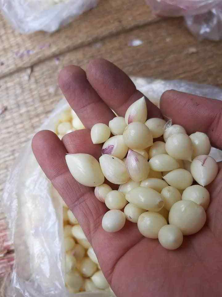 Vietnamese Fresh Solo Garlic HOT SALES