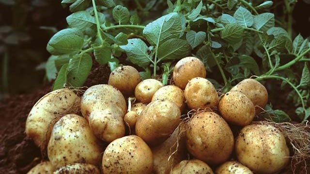 2018 High quality fresh potato suppliers in Vietnam 2020/Whatsapp +84 845 639 639