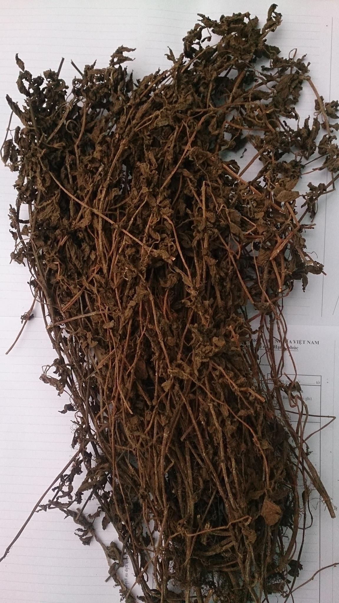 High Quality Dried Grass Jelly Leaves from in Viet Nam// Grass Jelly with Competitive Price// Henry (WhatsApp: +84 799 996 940)