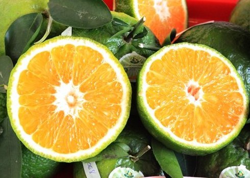 Wholesaler Green Orange from Vietnam whatsapp + 84 845 639 639