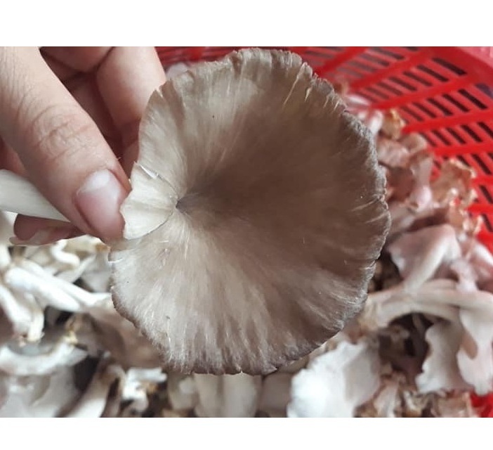 Factory Supply Canned Oyster/ Abalone Mushroom (pleurotus ostreatus) Product of Vietnam// Ms. Esther (WhatsApp: +84 963590549)